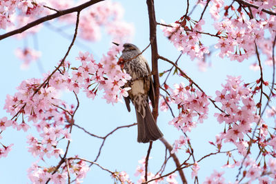 Low angle view of cherry blossoms on tree