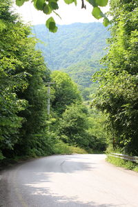 Road amidst trees in forest