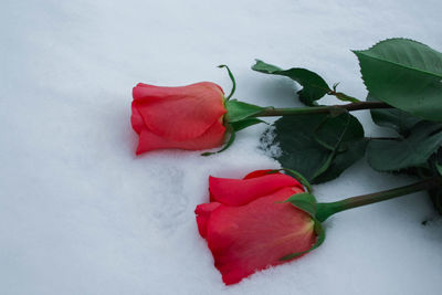 Close-up of red rose on table