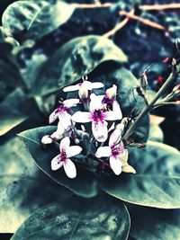 Close-up of pink flowers