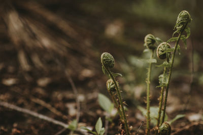 Close-up of plant growing on field