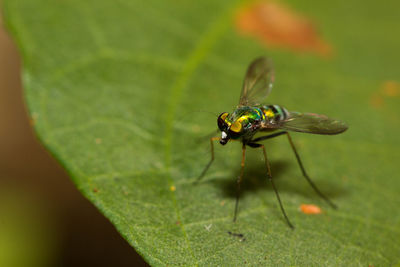 Close-up of insect on leaf