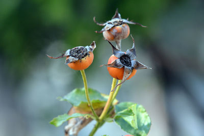Close-up of orange fruit on plant, rose hip.