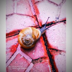 High angle view of snail