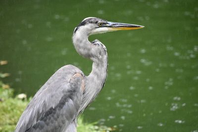 Close-up of a blue heron 