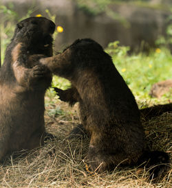 Monkey sitting on field