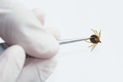 Close-up of insect over white background