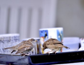 Close-up of birds perching on table