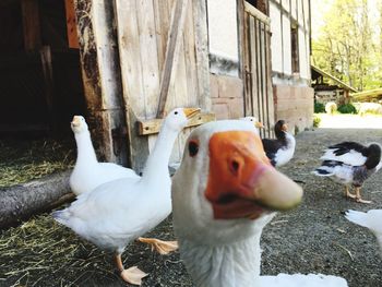 Geese perching on field at farm