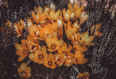 Close-up of yellow flowering plants