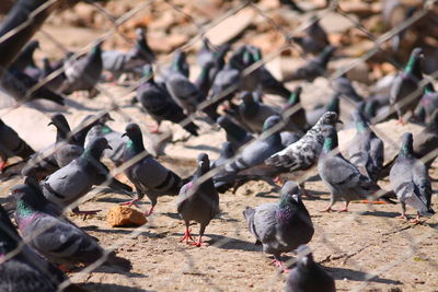 Flock of birds