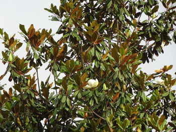 Low angle view of bird on tree against sky