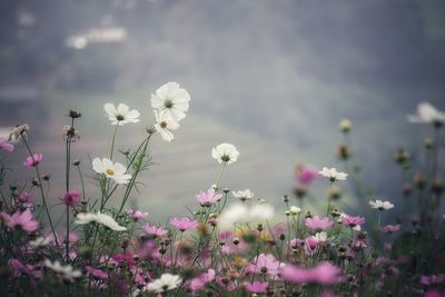 Close-up of white flowering plants on field