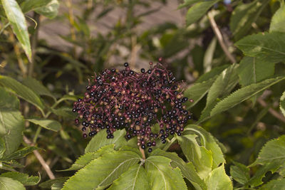 Close-up of red flowering plant