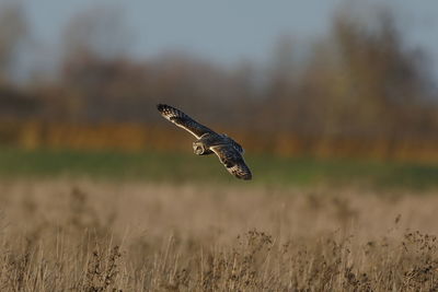 Bird flying over a field