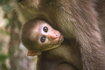 Close-up of monkey