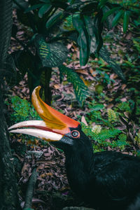 Hornbill at forest