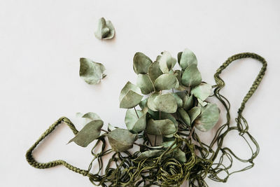 High angle view of succulent plant on table against white background