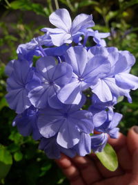 Close-up of purple flowers blooming in park