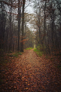 Footpath amidst trees in forest during autumn