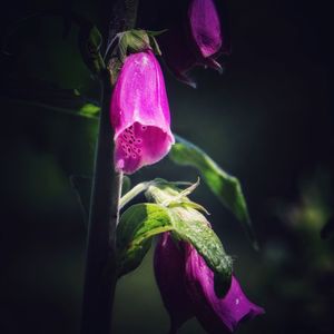 Close-up of purple flowering plant