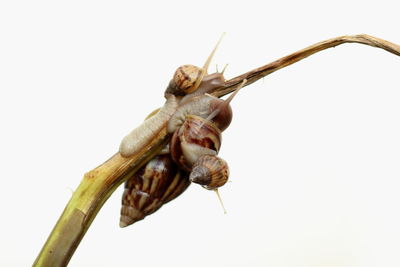 Close-up of insect on white background