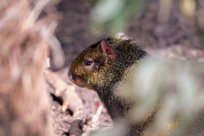 Close-up of mouse