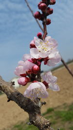 Close-up of pink flowers blooming on tree against sky