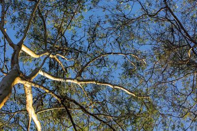 Low angle view of trees against sky