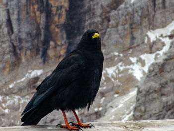 Black bird perching on wooden railing against mountain