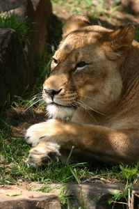 View of a cat resting on grass