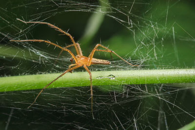 Close-up of spider on web