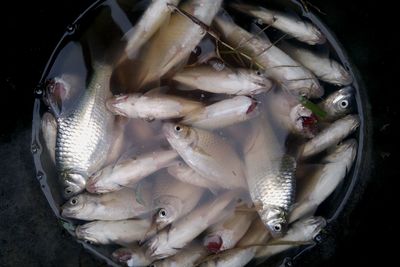 High angle view of fish for sale