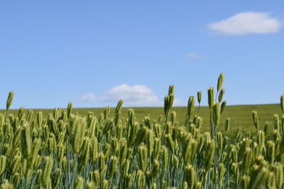 Close-up of wheat field against clear blue sky