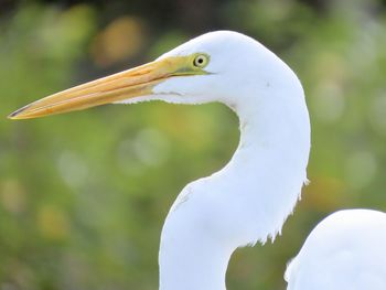 Closeup of a great egret headshot