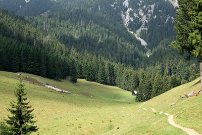 Scenic view of pine trees on land