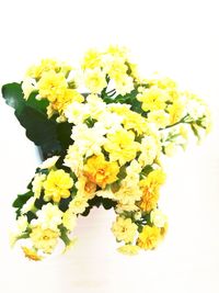 Close-up of yellow flowers