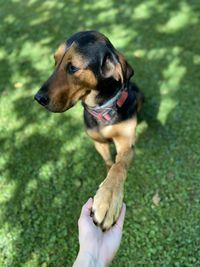 Close-up of hand holding dog