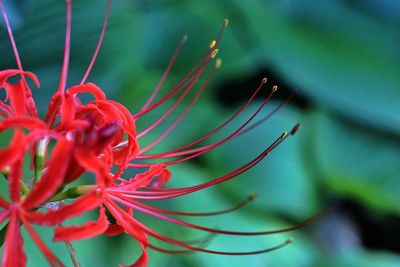 Close-up of red flower