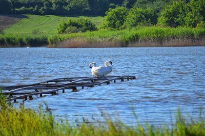 Birds in a lake