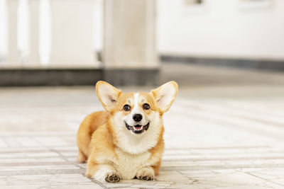 A red-haired corgi dog on a walk.