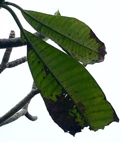 Plant growing on tree