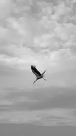 Low angle view of bird flying against clouds