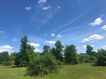 Trees on field against sky