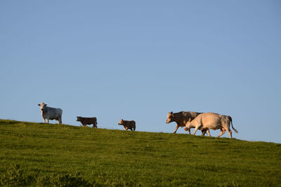 Low angle view of cattle on field against clear blue sky