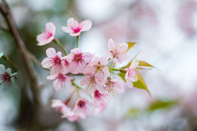 Close-up of pink cherry blossoms