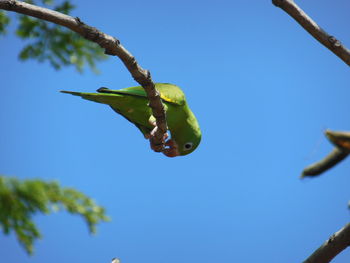 Wild yellow-chevroned parakeet nibbling on a branch against blue sky - brotogeris chiriri