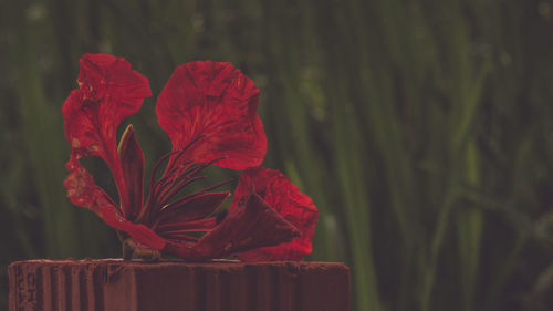 Close-up of red rose flower