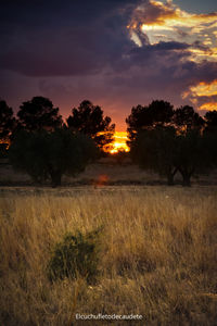 Trees on field against sky during sunset