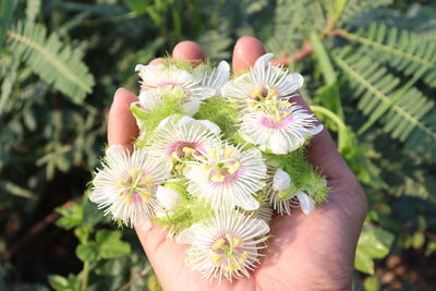 Close-up of woman hand holding small flowers